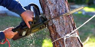 How Our Tree Care Process Works  in Lakeside, VA